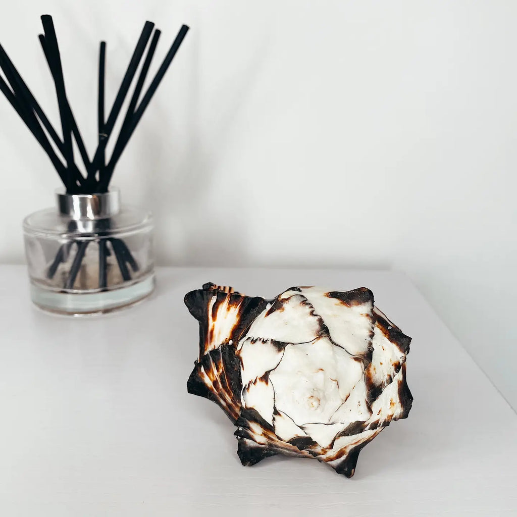 Large Black Murex Shell Candle