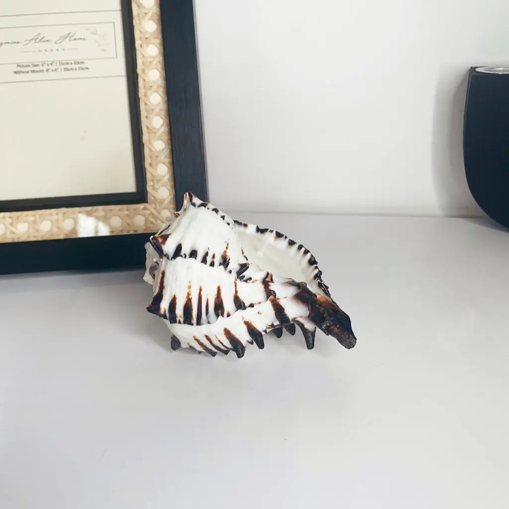 Large Black Murex Shell Candle