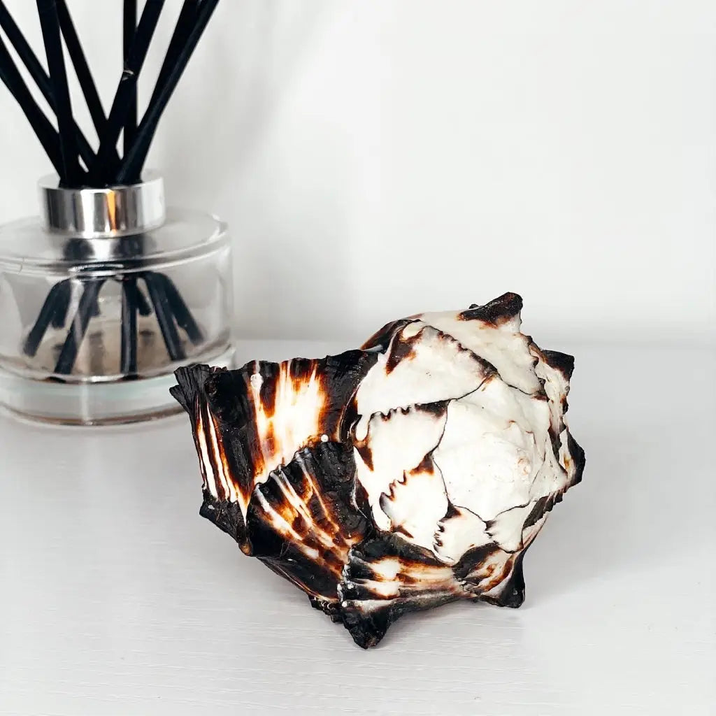 Large Black Murex Shell Candle